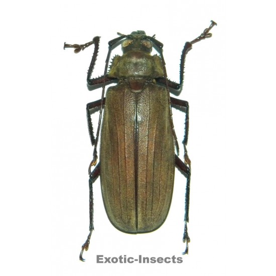 Xixuthrus axis  (70-74mm)