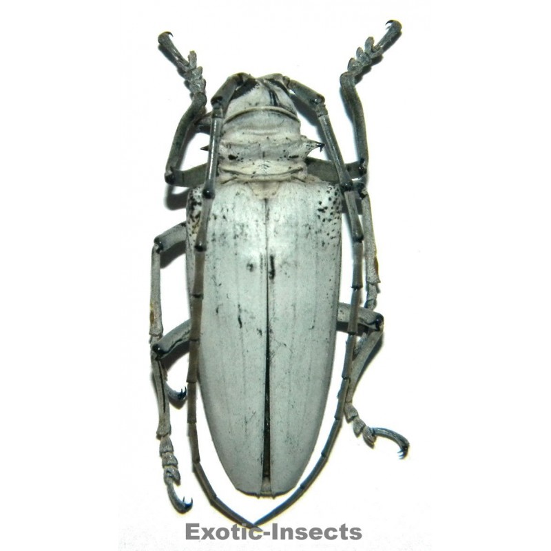 Rosenbergia papuana (53-57mm)