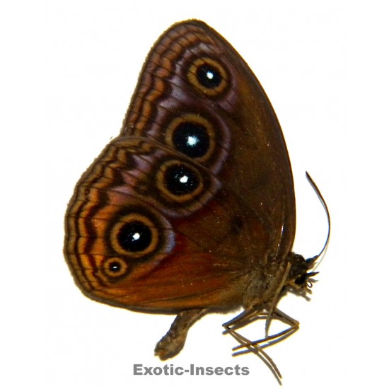 lohora decipiens