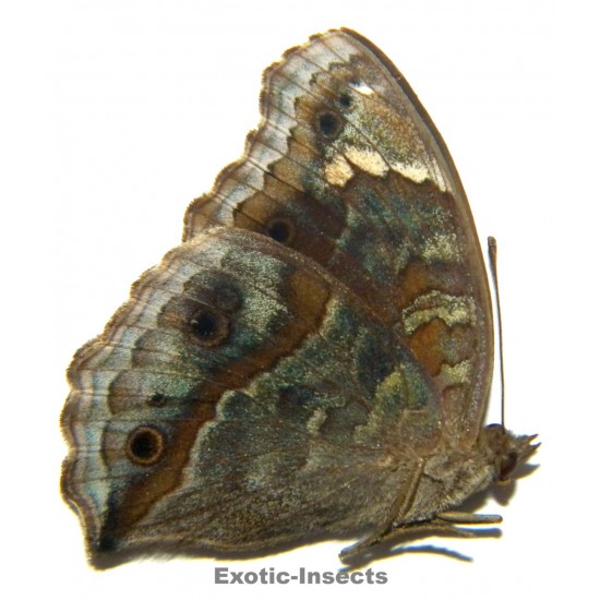 Junonia timorensis valesca