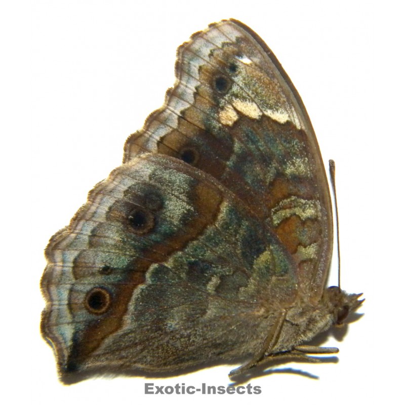 Junonia timorensis valesca