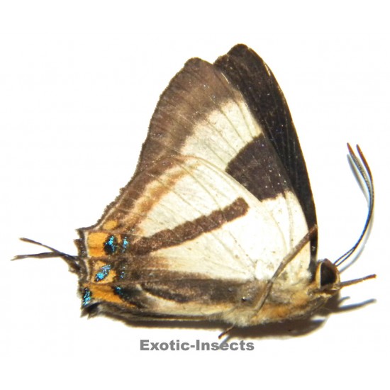 Deudorix epirus