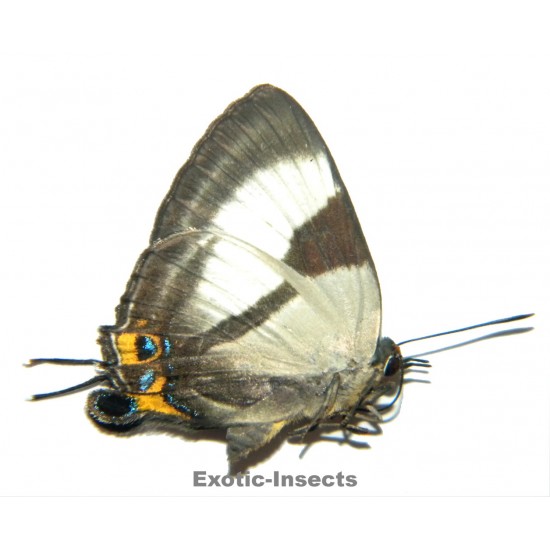 Deudorix epirus