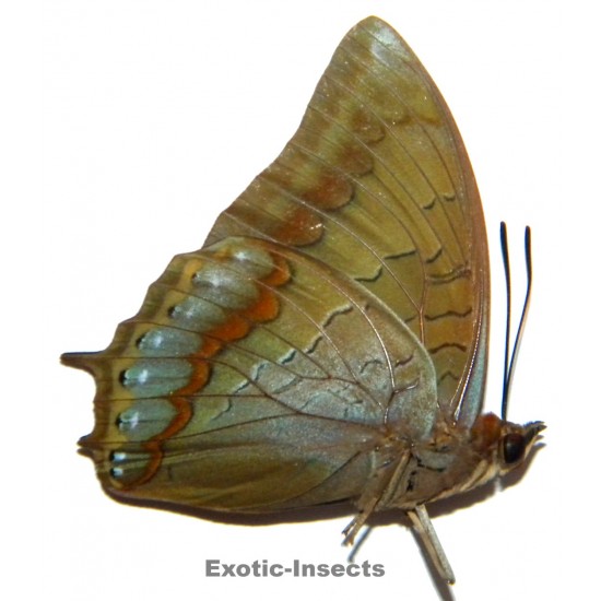 Charaxes latona marcia
