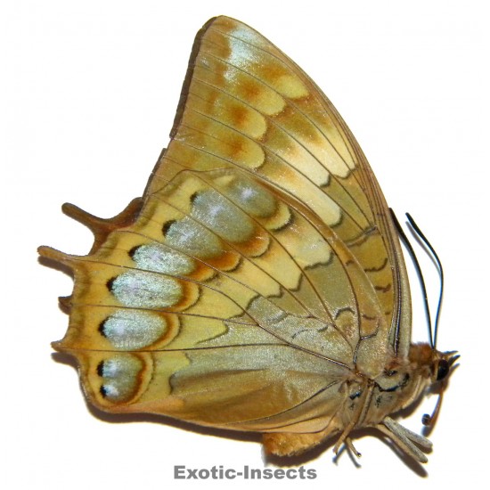 Charaxes latona marcia