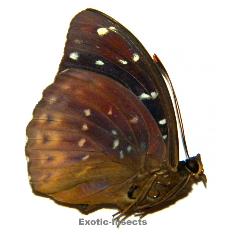 Lexias aegle florensis