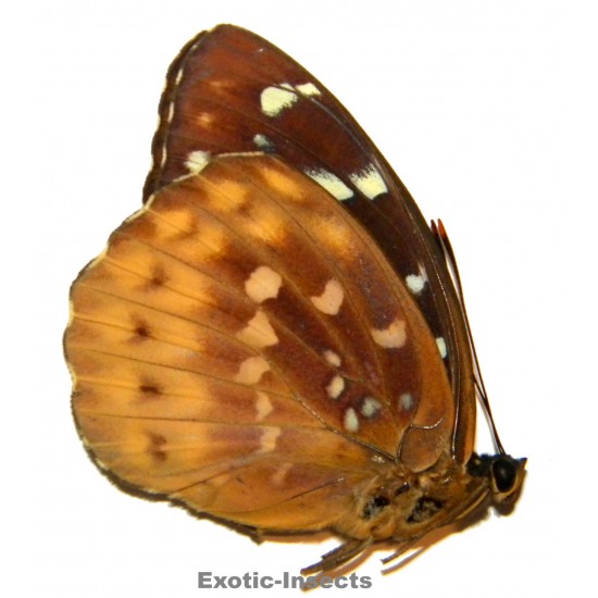 Lexias aegle florensis