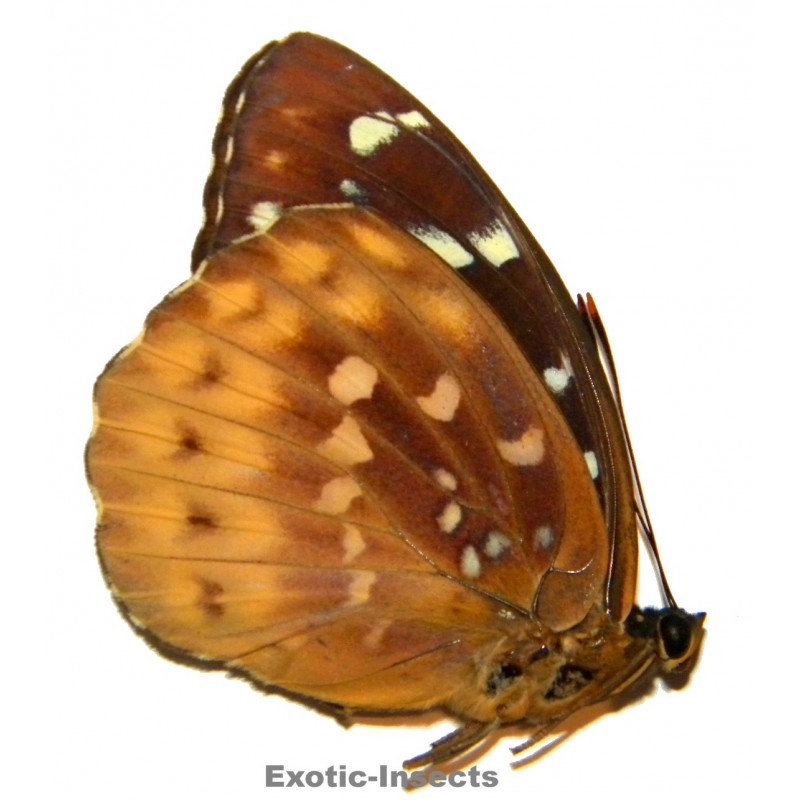 Lexias aegle florensis
