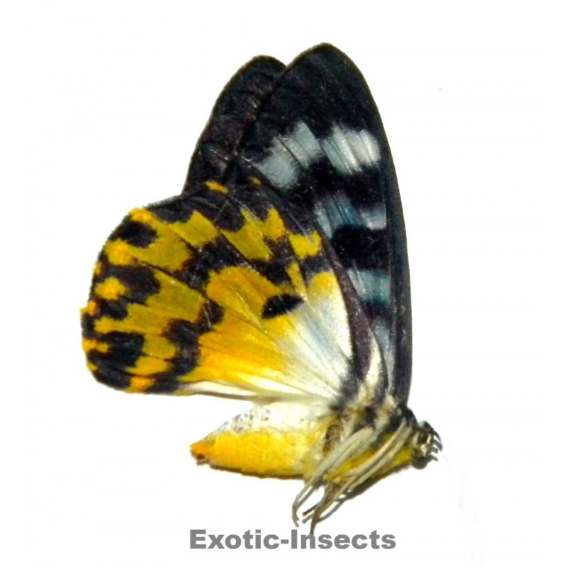 Dysphania discalis