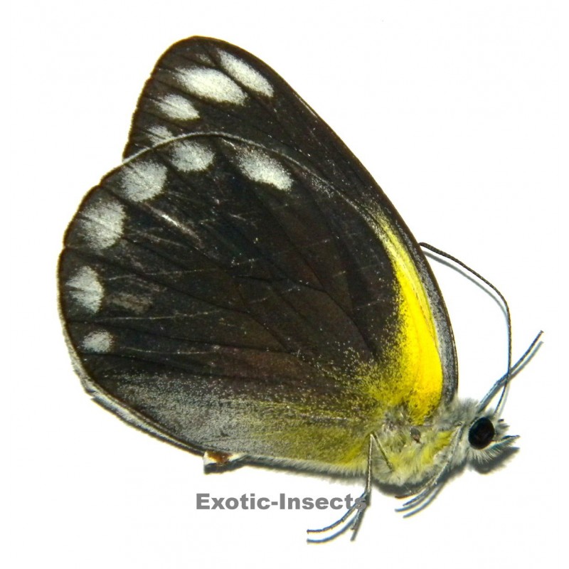 Delias talboti