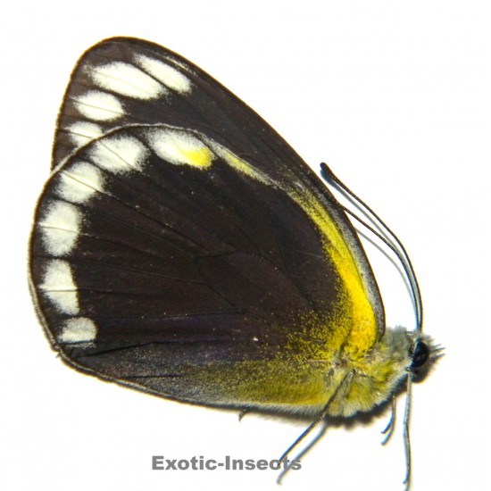 Delias talboti