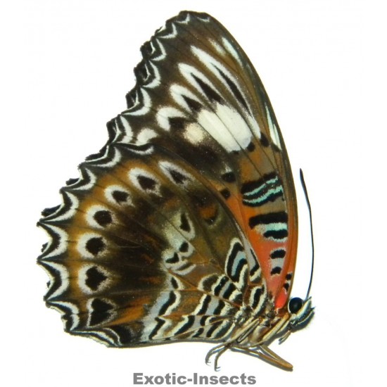 Cethosia cydippe cydippe