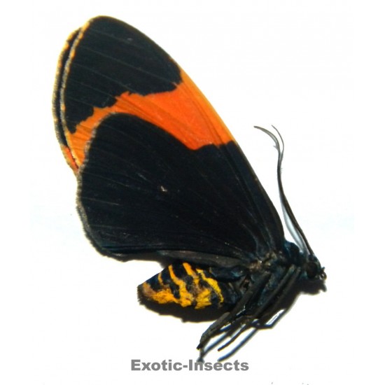 Callhistia leucomelas...