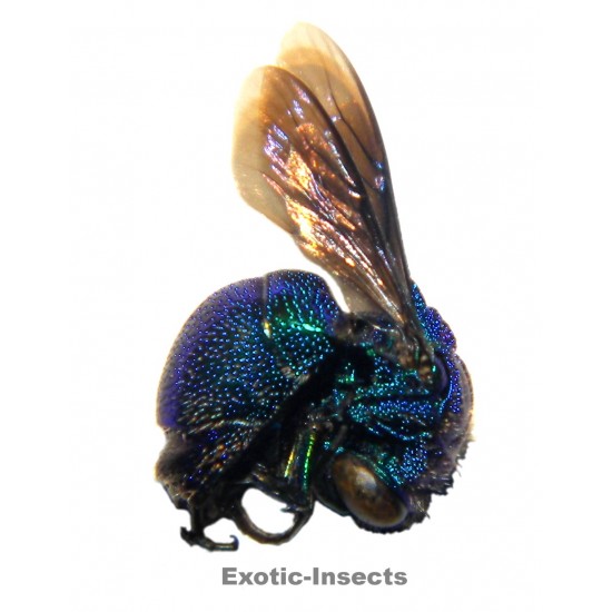 Stilbum chrysocephalum...