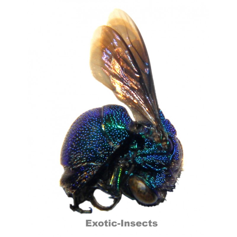 Stilbum chrysocephalum concolor