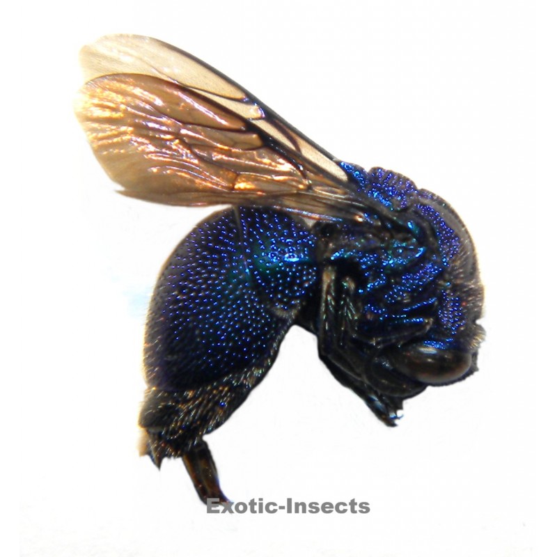 Stilbum chrysocephalum concolor