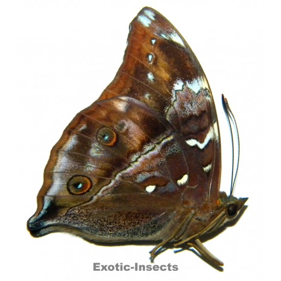 Doleschallia hexophtalmos...