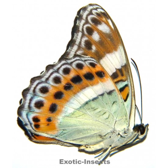 Limenitis staudingeri
