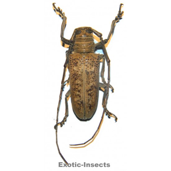 Apriona herlinae  SPECIMEN 09
