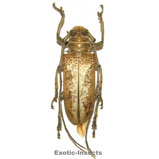 Apriona herlinae  SPECIMEN 08