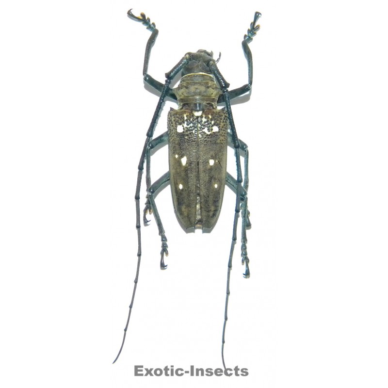Batocera laena (35-39mm)
