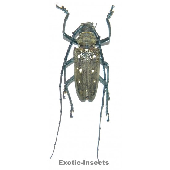 Batocera laena (35-39mm)
