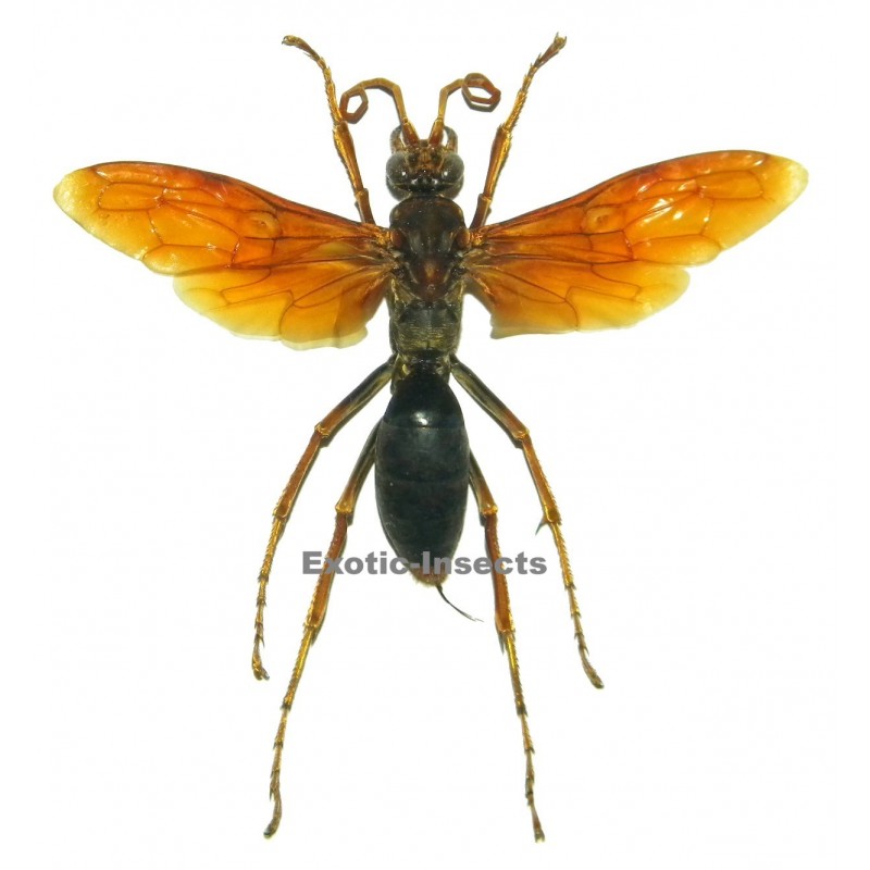 Hemipepsis aureomicans (90-94mm)