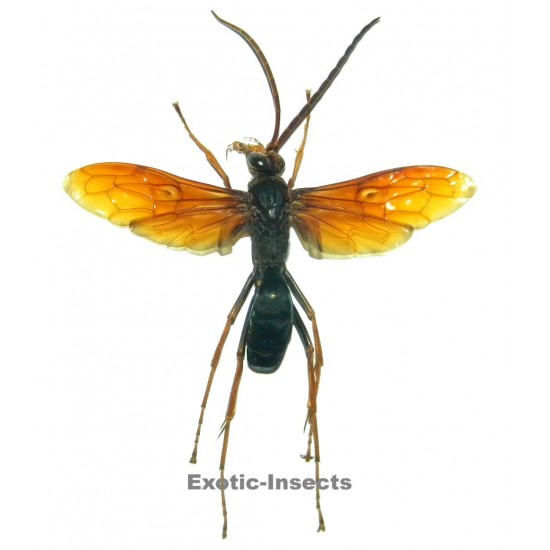 Hemipepsis aureomicans (60-69mm)