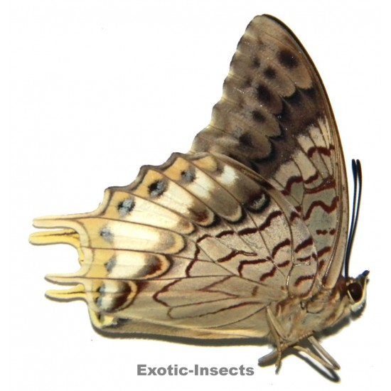 Charaxes orilus orilus