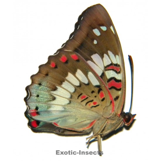 Euthalia adonia baliensis