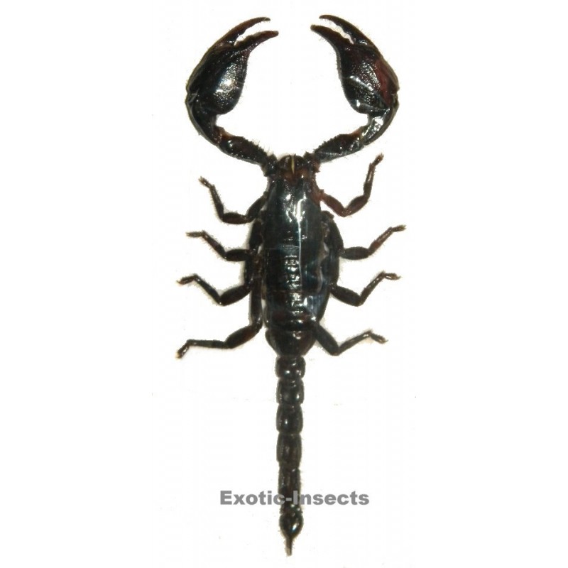 Heterometrus cyaneus