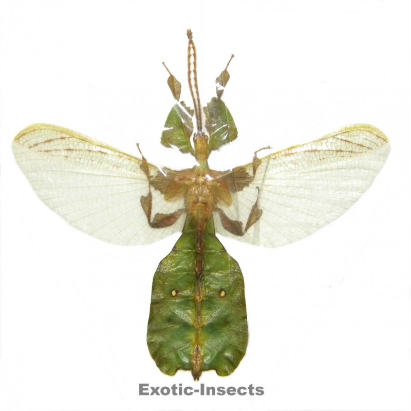 Phyllium pulchrifolium  OPEN WINGS