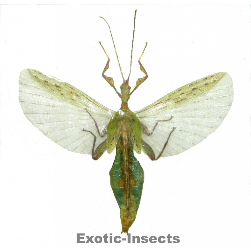 Phyllium jacobsoni  OPEN WINGS