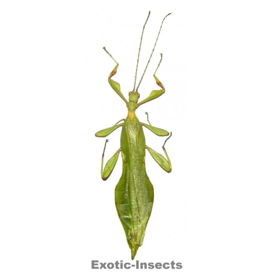 Phyllium jacobsoni