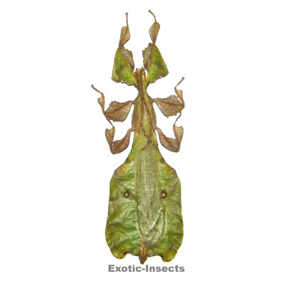 Phyllium pulchrifolium