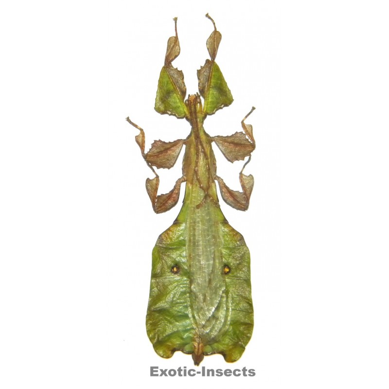 Phyllium pulchrifolium