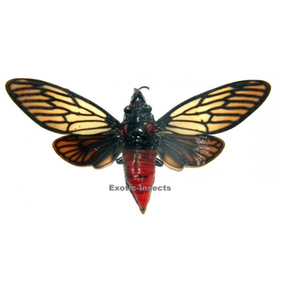 Huechys incarnata