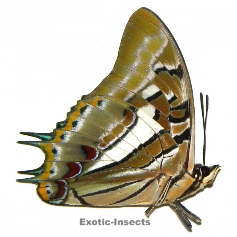 Polyura smilesi