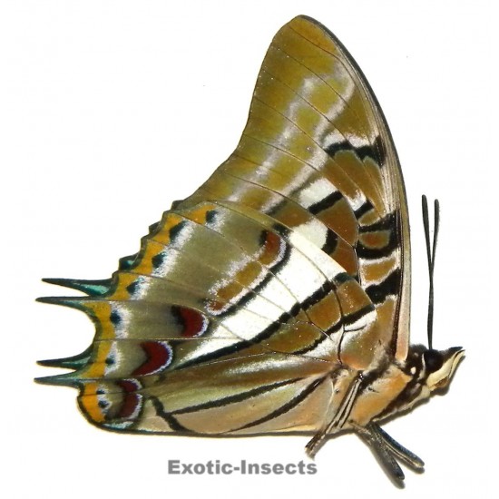 Polyura smilesi