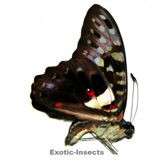 Graphium macferlanei cestius