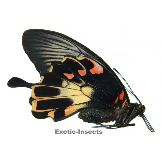 Papilio deiphobus deiphontes