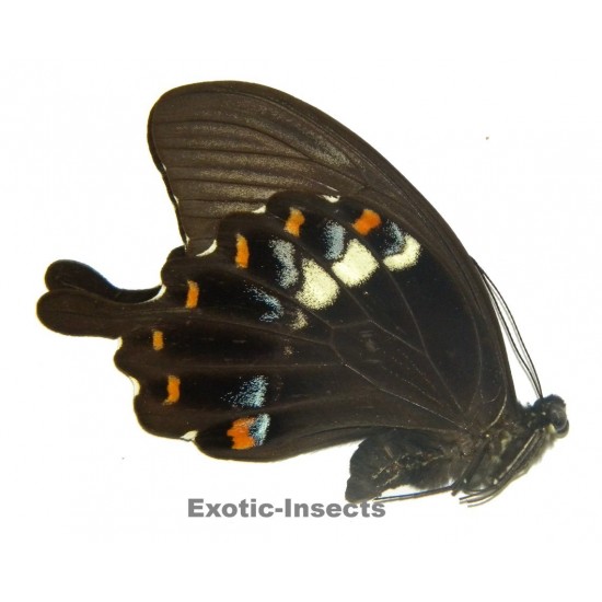 Papilio fuscus fuscus