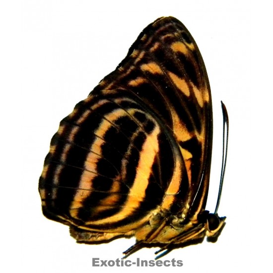 Tacola eulimene eulimene