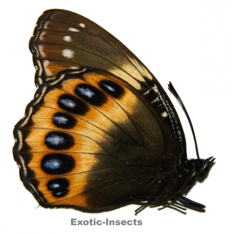 Hypolimnas pandarus pandarus