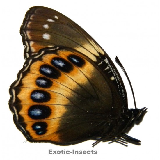 Hypolimnas pandarus pandarus
