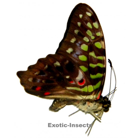 Graphium agamemnon plisthenes