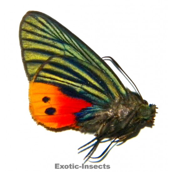 Choaspes illuensis illuensis