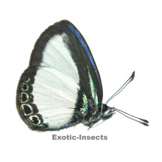 Psychonotis caelius