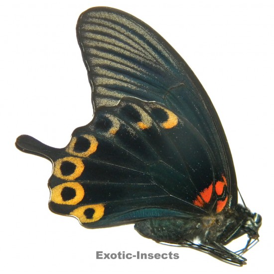 Papilio memnon X Papilio...