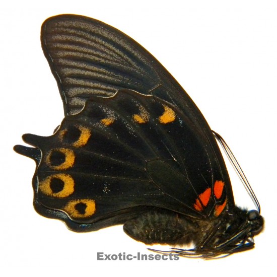 Papilio memnon X Papilio...